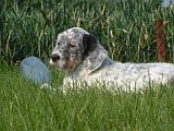 SETTER ANGLAIS 314